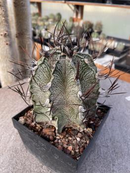Astrophytum capricorne